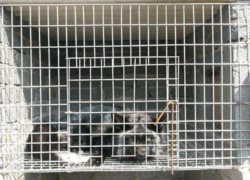 Farming welded wire mesh
