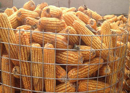 Circle Corn Welded Wire Mesh
